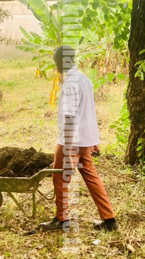 kilimahewa students participating in farming activities in the school farm.